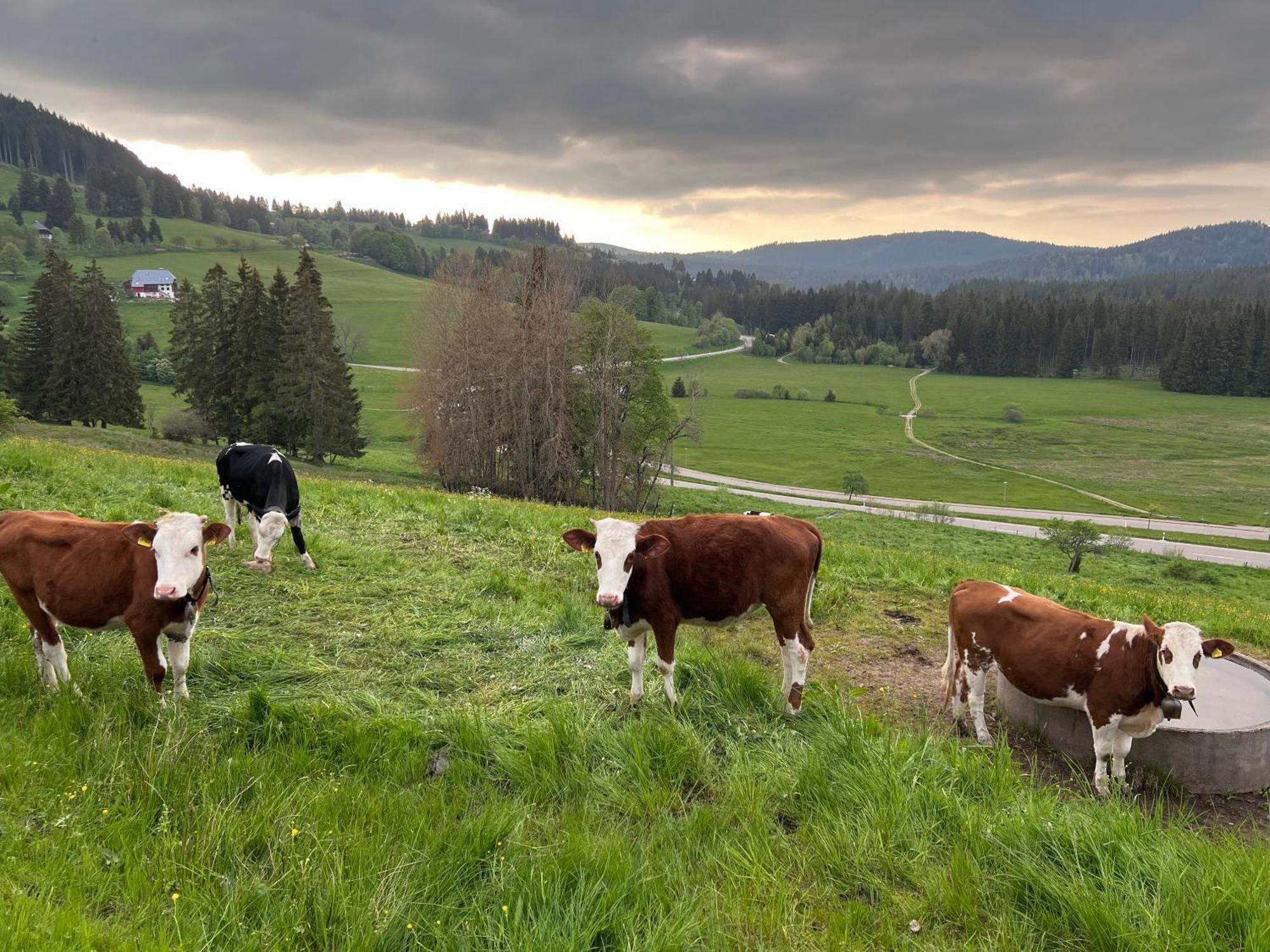 Schwarzwald-Hotel Kraeutle Feldberg  Eksteriør bilde